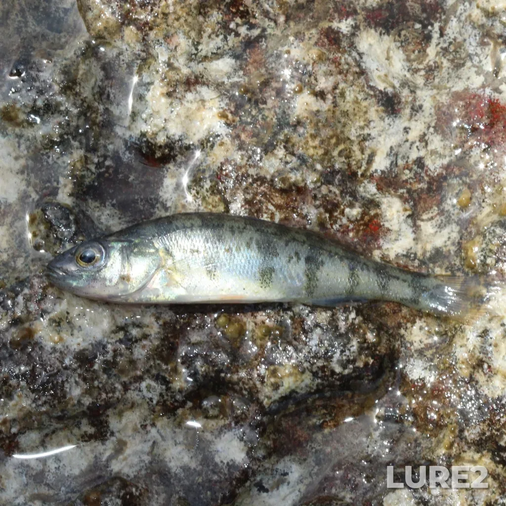 Yellow perch — Trent River, Jun 02, 11:24 AM