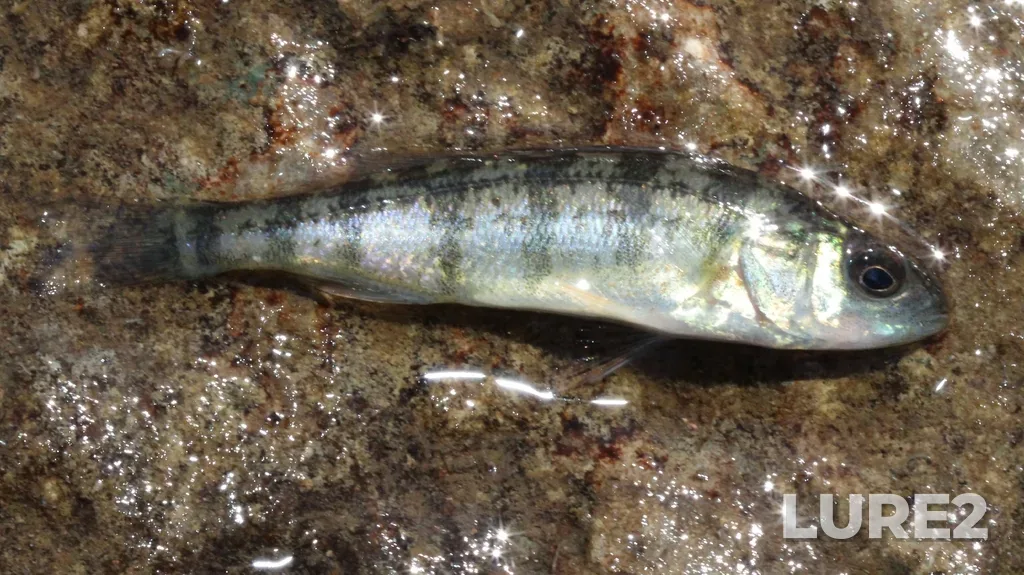 Yellow perch — Trent River, Jun 02, 11:42 AM