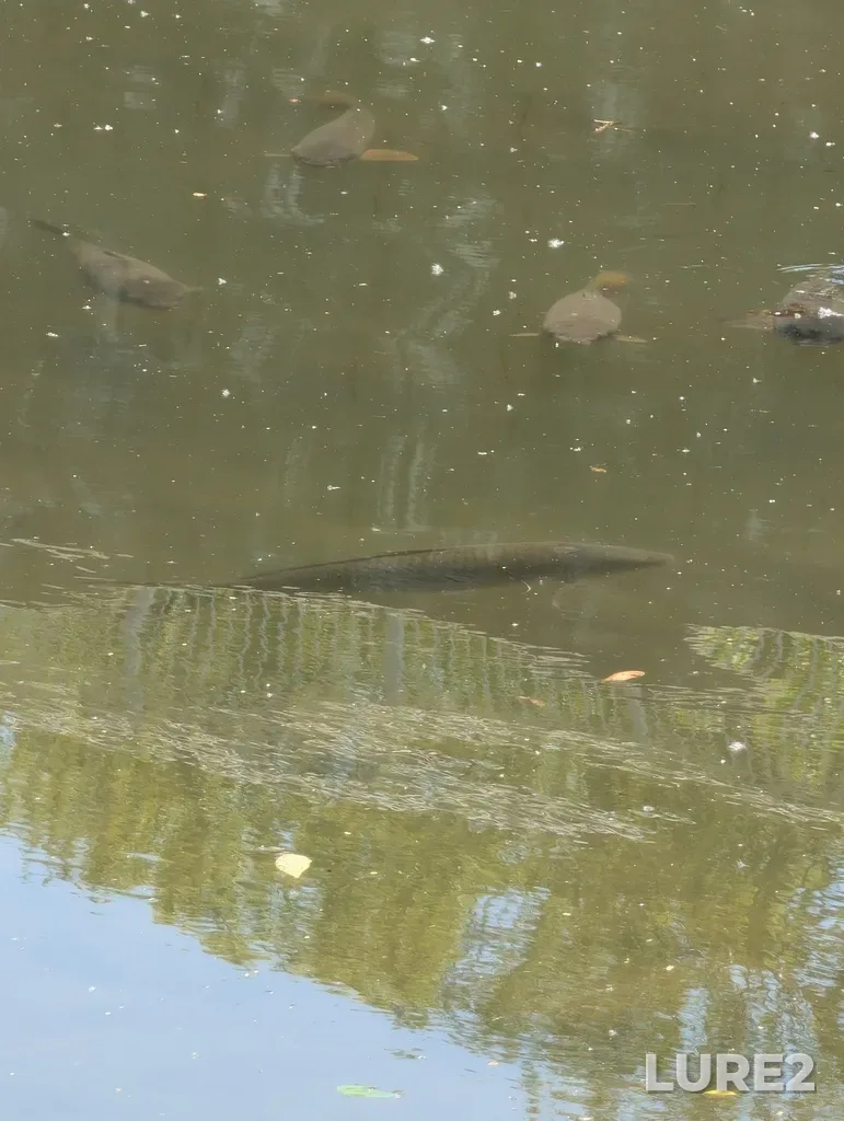 Carp — North Thames River, Jun 03, 2:49 PM