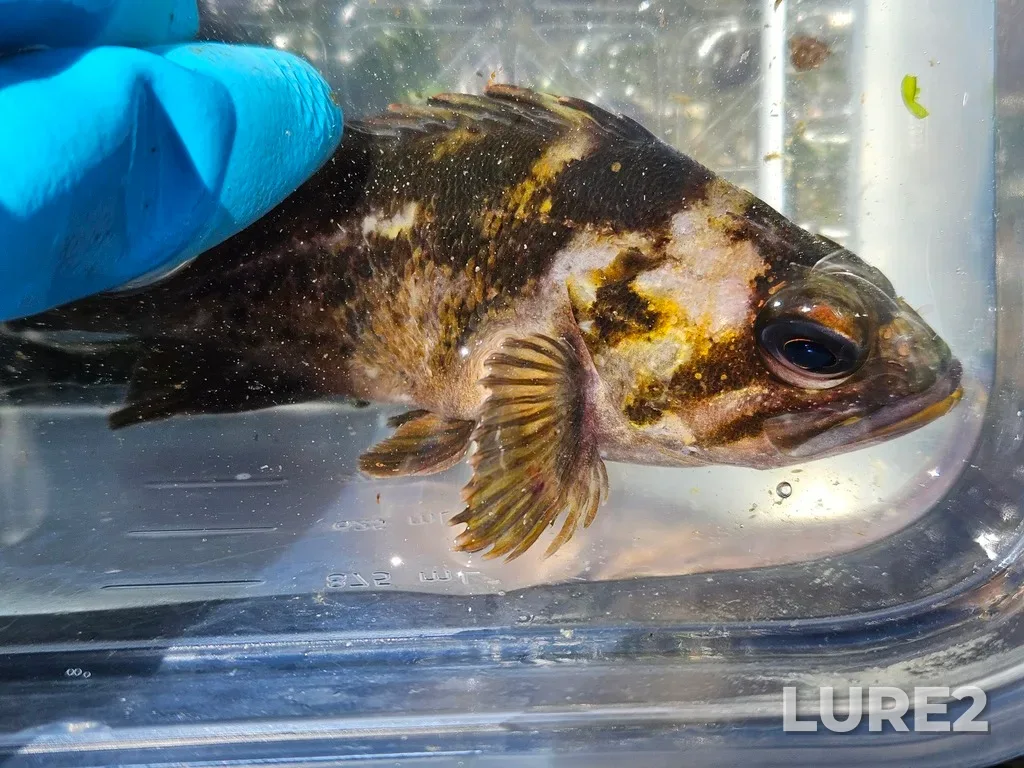 Rockfish — Strait of Georgia, May 17, 12:31 PM