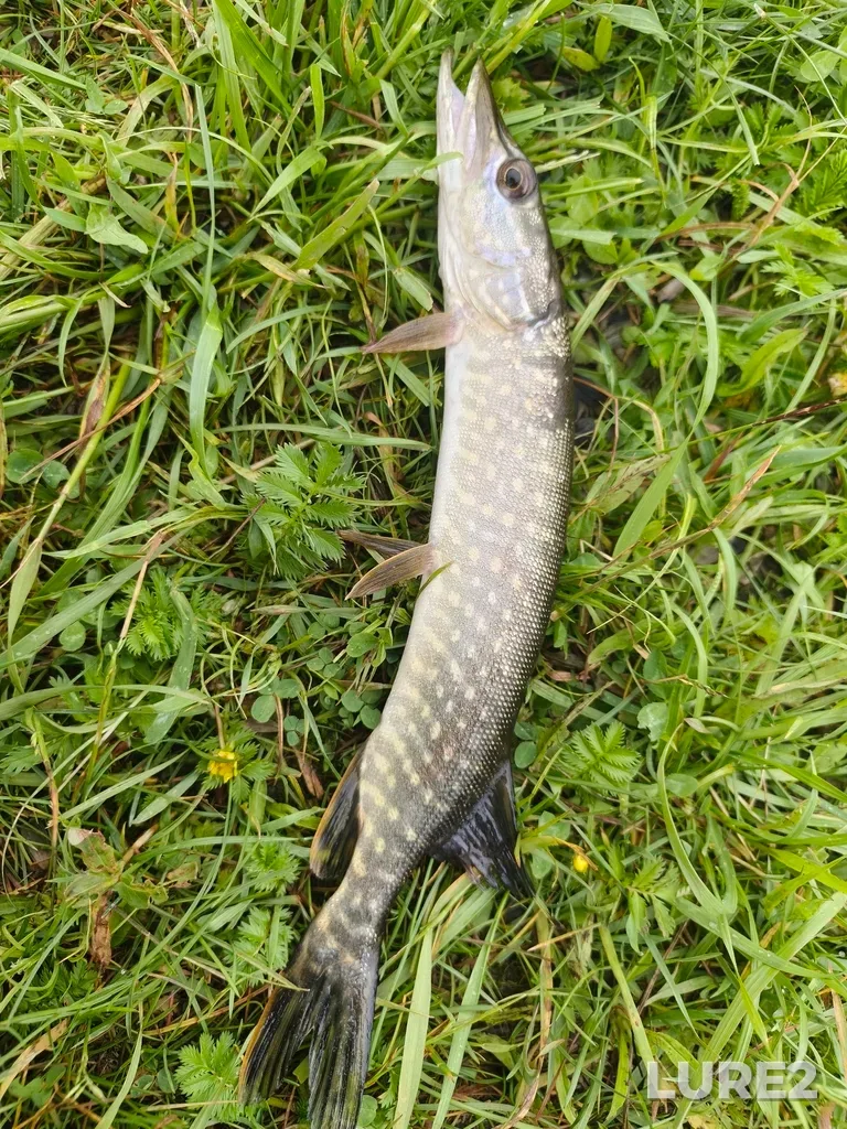 Pike — Argazinskoye, Jun 05, 7:45 AM