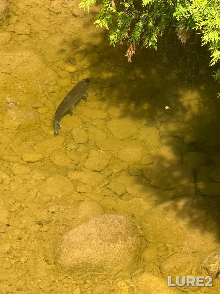 Rainbow trout — Lake Huron, Jun 05, 10:11 AM