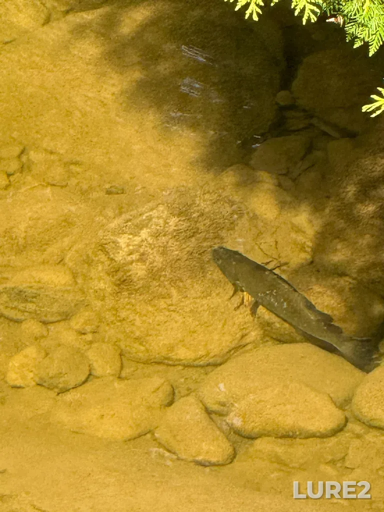 Smallmouth bass — Lake Huron, Jun 05, 10:11 AM