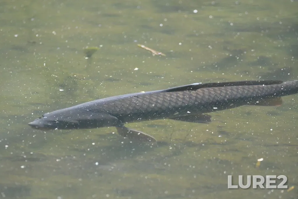 Carp — Grenadier Pond, Jun 04, 5:50 PM