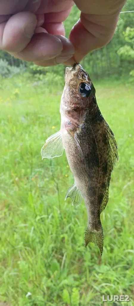 Ruffe — Turya, Jun 06, 10:54 AM