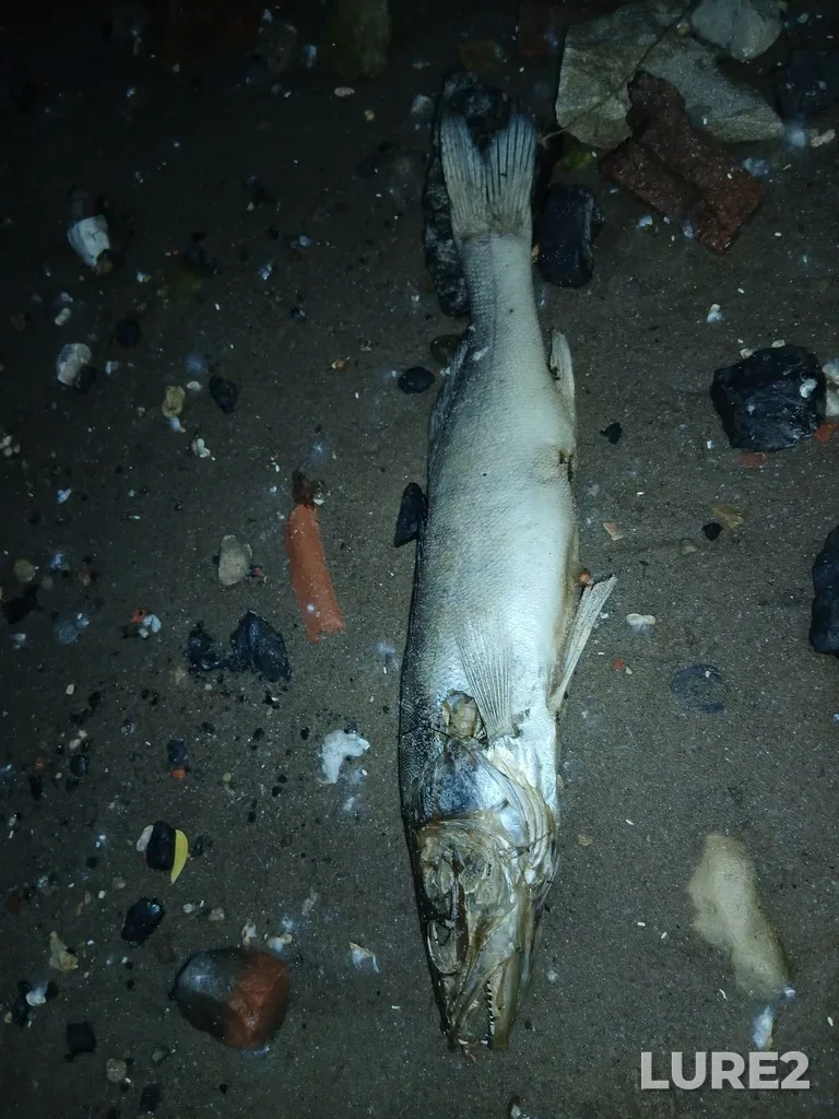 Zander — Vysokogorskiy rayon, RU-TT, RU, Jun 05, 8:47 PM