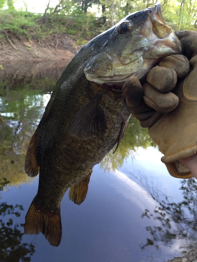 Smallmouth bass — Nashwaak River, May 30, 2014