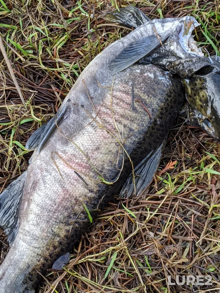 Coho salmon — The Lagoon, Dec 25, 2019, 1:22 PM