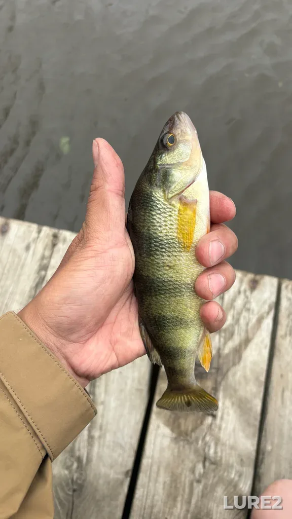 Yellow perch — Rivière des Mille Îles, Jun 07, 3:48 PM