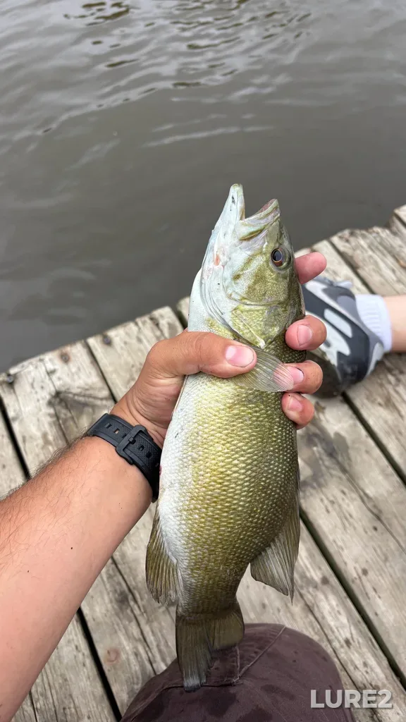 Smallmouth bass — Rivière des Mille Îles, Jun 11, 10:38 AM