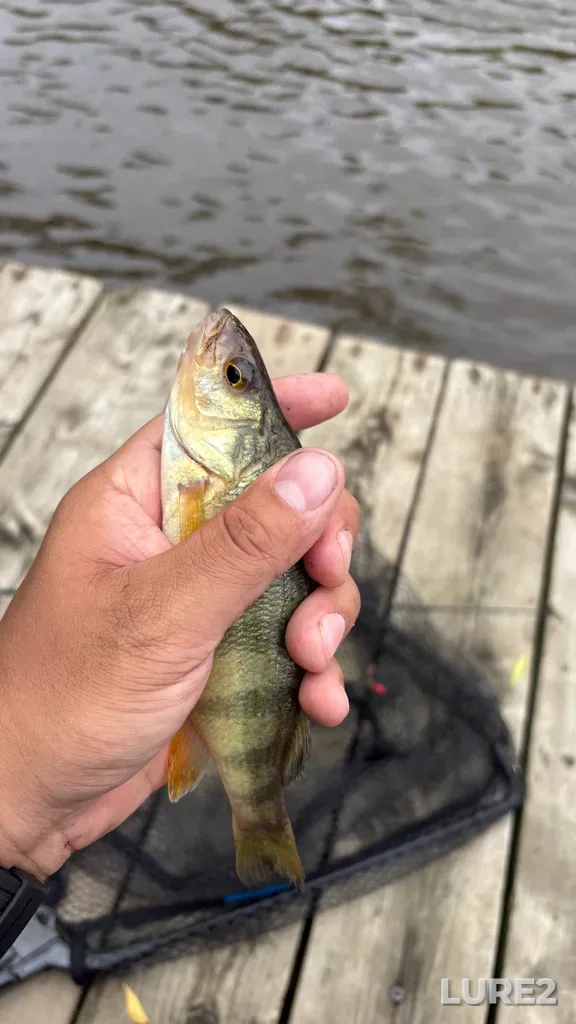 Yellow perch — Rivière des Mille Îles, Jun 11, 10:46 AM