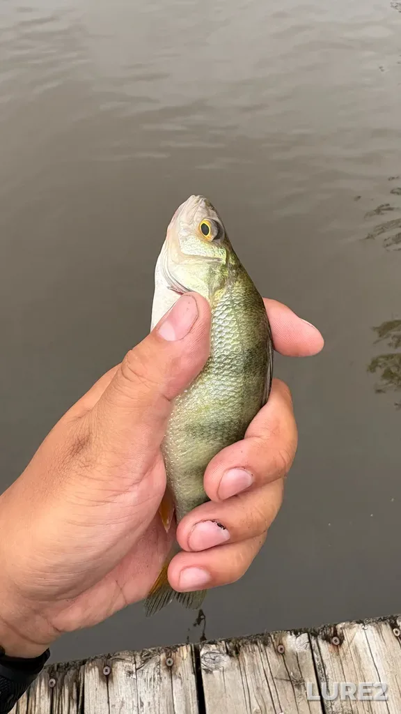 Yellow perch — Rivière des Mille Îles, Jun 11, 10:36 AM