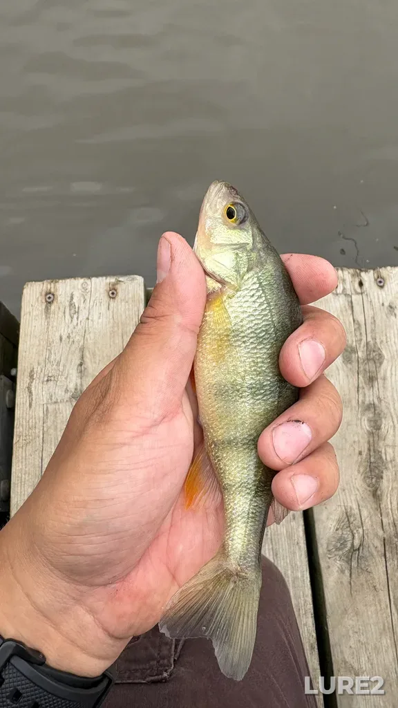 Yellow perch — Rivière des Mille Îles, Jun 11, 10:35 AM