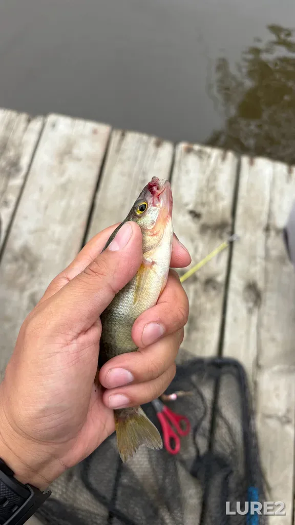 Yellow perch — Rivière des Mille Îles, Jun 11, 11:19 AM