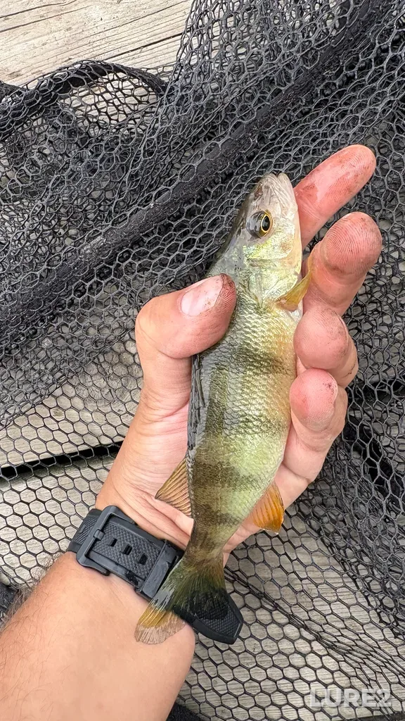 Yellow perch — Rivière des Mille Îles, Jun 11, 12:21 PM