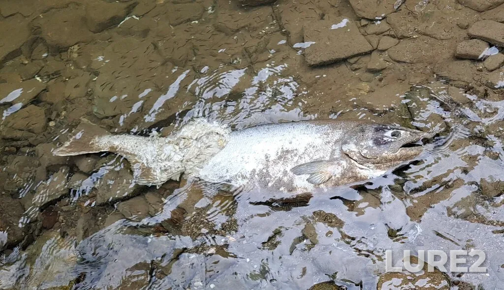 Chinook salmon — Credit River, Jun 09, 6:34 PM