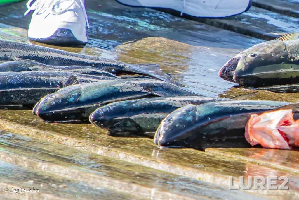 Coho salmon — Ucluelet Inlet, Aug 23, 2025, 4:38 PM