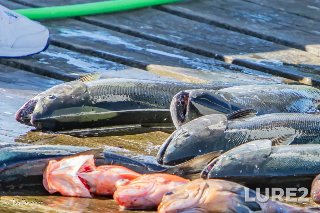 Chinook salmon — Ucluelet Inlet, Aug 23, 2025, 4:38 PM