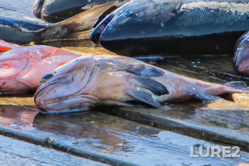 Rockfish — Ucluelet Inlet, Aug 23, 2025, 4:38 PM