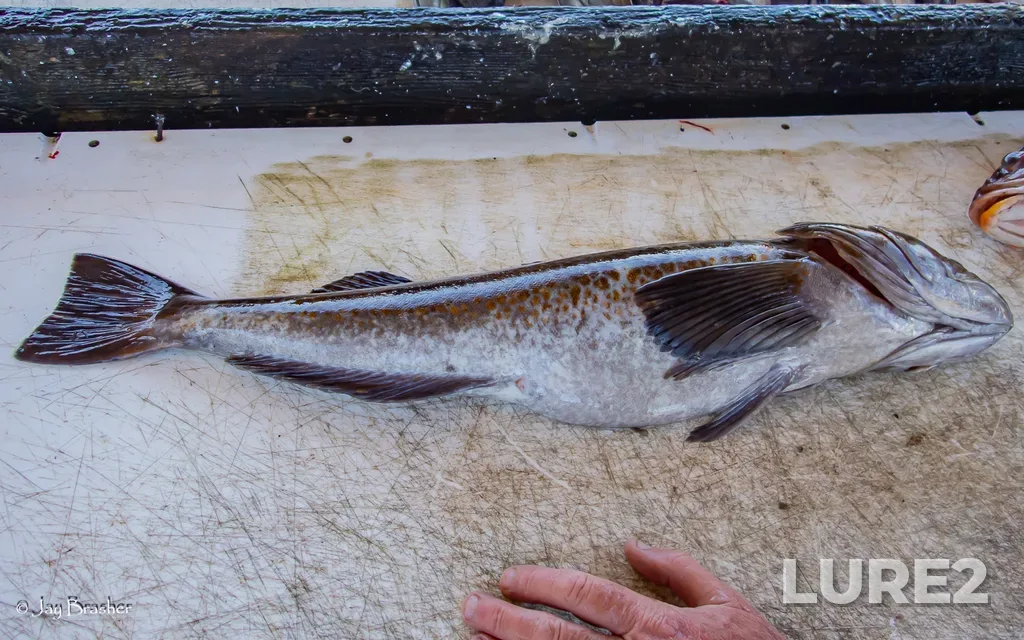 Lingcod — Ucluelet Inlet, Aug 23, 2025, 5:15 PM