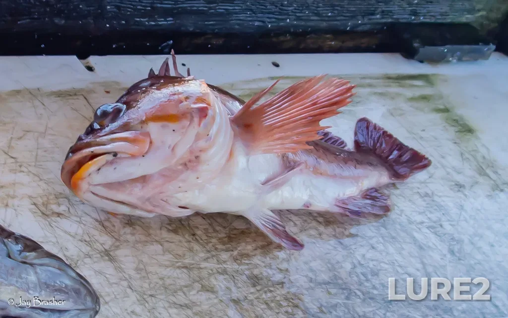 Rockfish — Ucluelet Inlet, Aug 23, 2025, 5:15 PM
