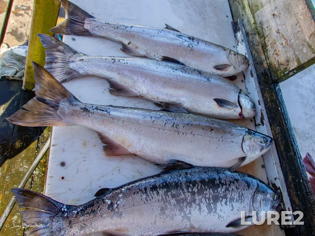 Coho salmon — Ucluelet Inlet, Aug 23, 2025, 5:16 PM