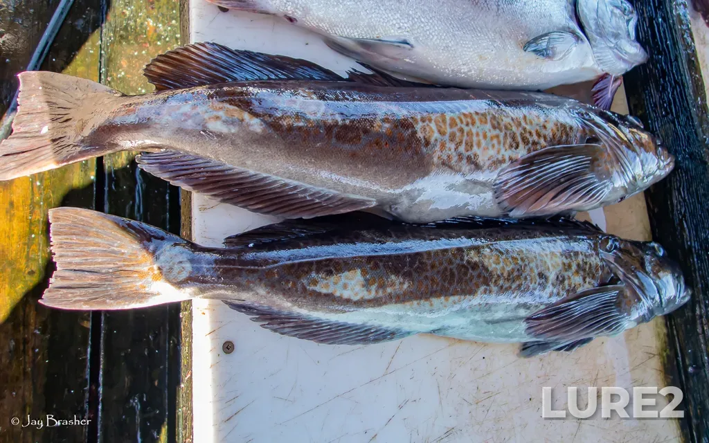 Lingcod — Ucluelet Inlet, Aug 23, 2025, 5:16 PM