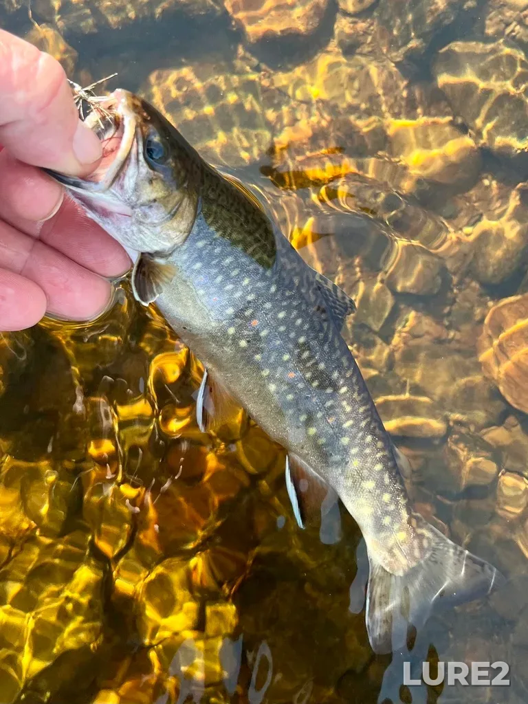Brook trout — Nine Mile River, May 24, 5:51 PM