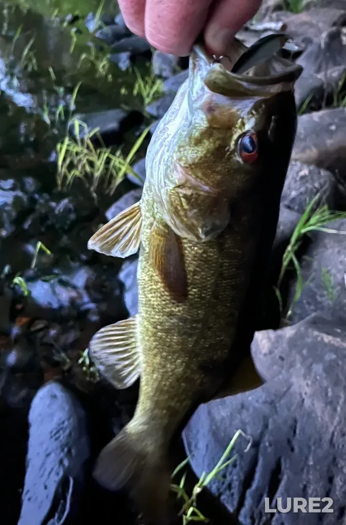 Smallmouth bass — Fancy Lake, Jun 09, 9:21 PM