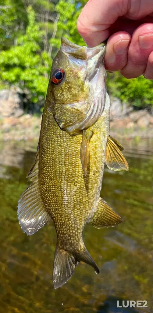 Smallmouth bass — Fancy Lake, Jun 10, 10:14 AM