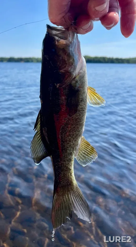 Smallmouth bass — Fancy Lake, Jun 10, 10:25 AM