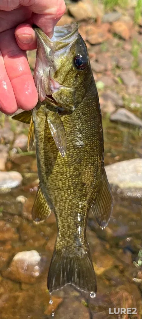 Smallmouth bass — Fancy Lake, Jun 10, 10:31 AM