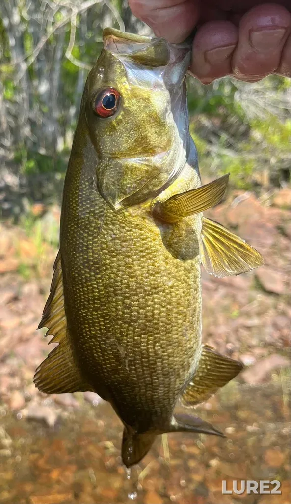 Smallmouth bass — Fancy Lake, Jun 10, 10:37 AM