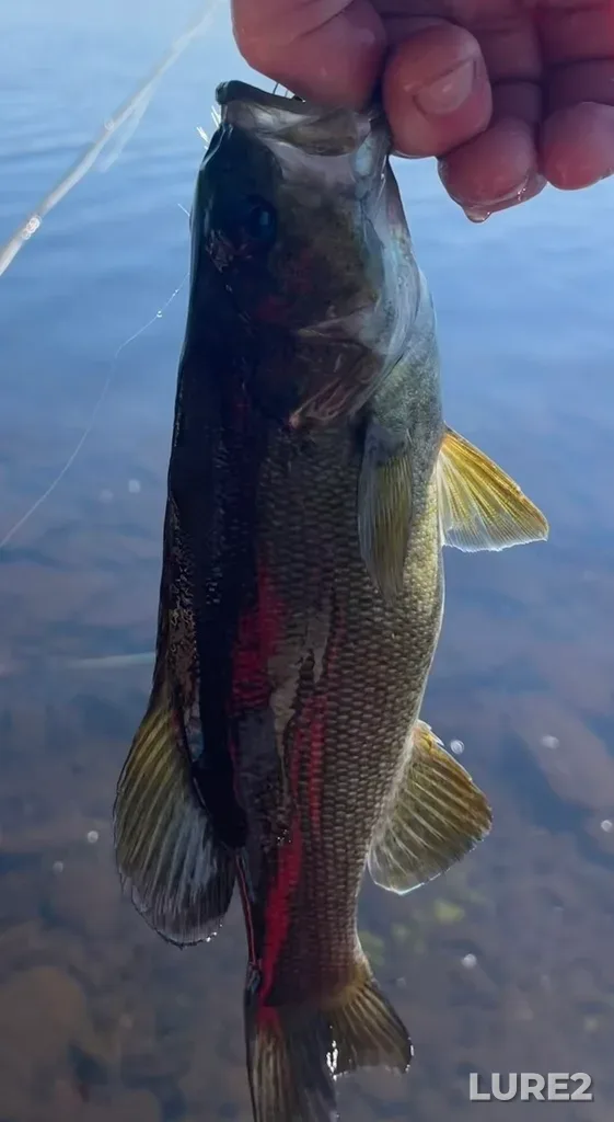 Smallmouth bass — Fancy Lake, Jun 10, 10:49 AM
