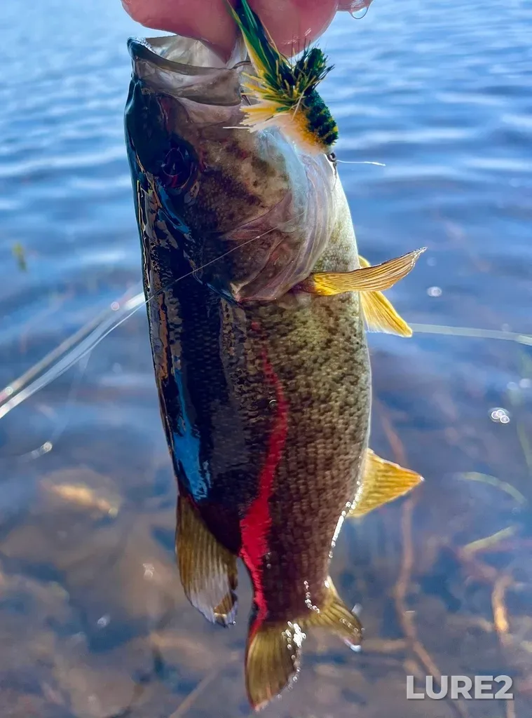 Smallmouth bass — Fancy Lake, Jun 10, 11:15 AM