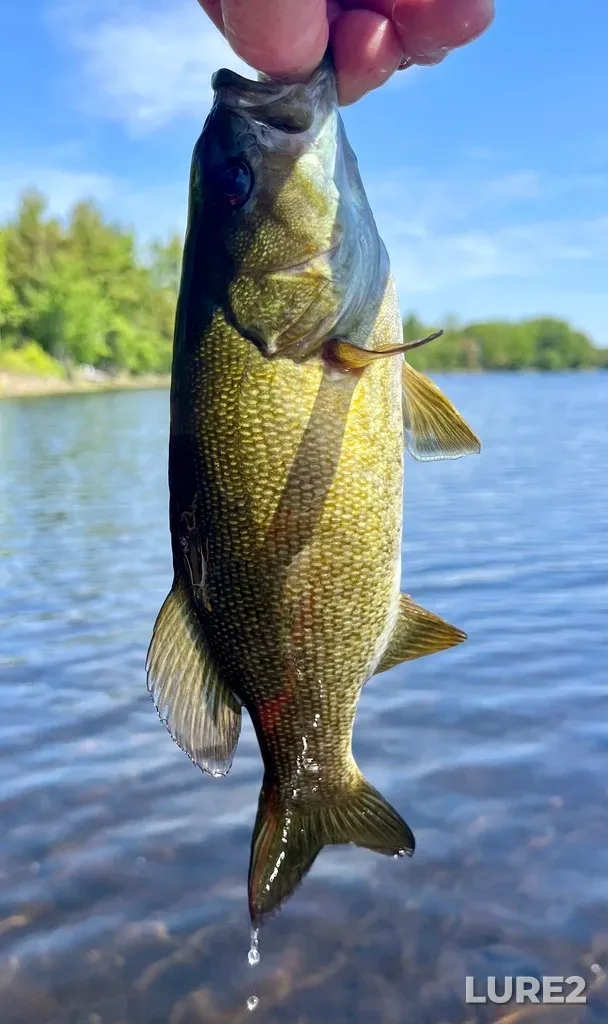 Smallmouth bass — Fancy Lake, Jun 10, 11:25 AM