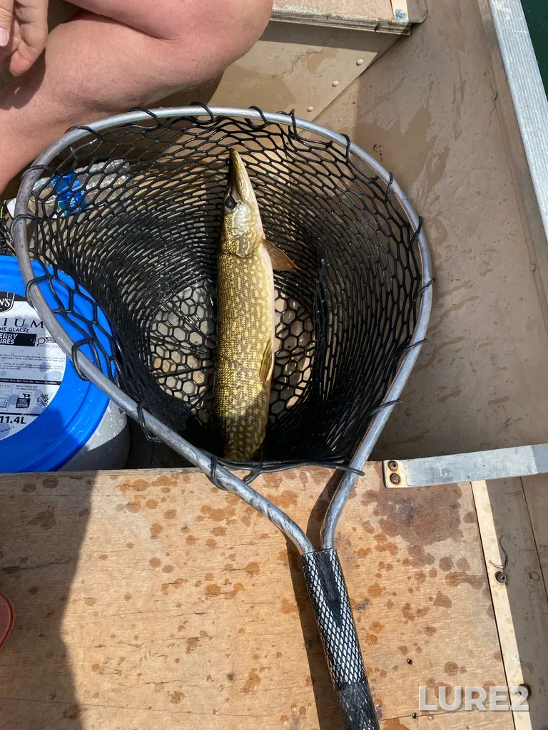 Pike — Crawling Valley Reservoir, Jun 15, 1:36 PM