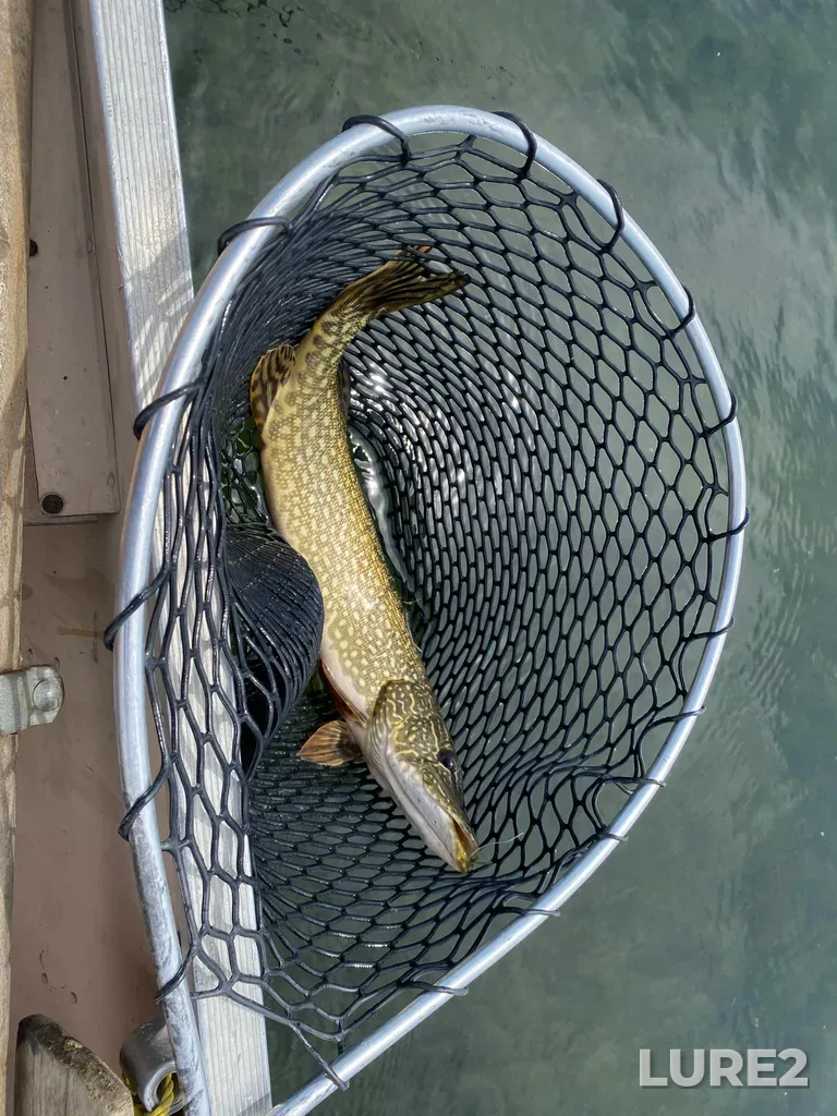 Pike — Crawling Valley Reservoir, Jun 15, 1:40 PM