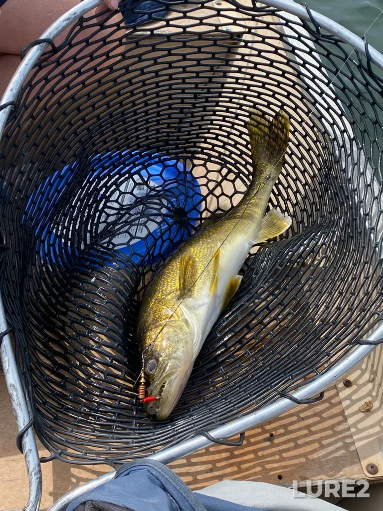 Walleye — Crawling Valley Reservoir, Jun 15, 2:49 PM