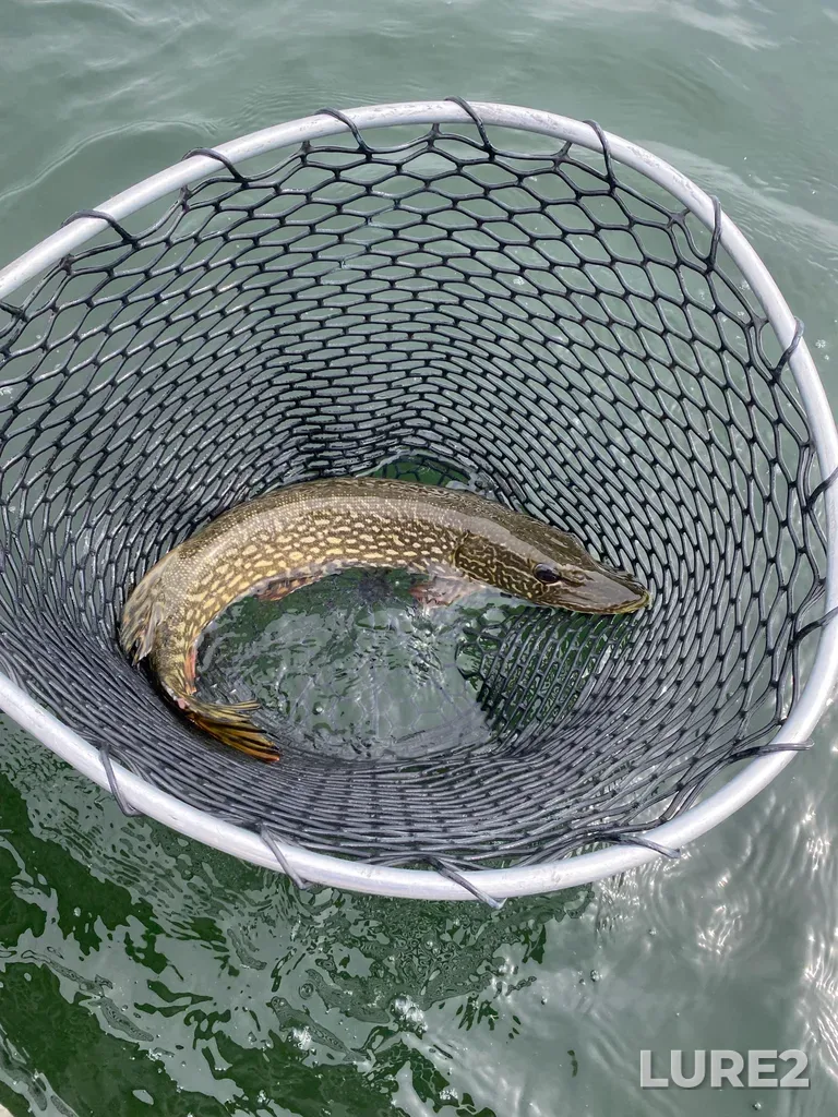 Pike — Crawling Valley Reservoir, Jun 15, 3:59 PM