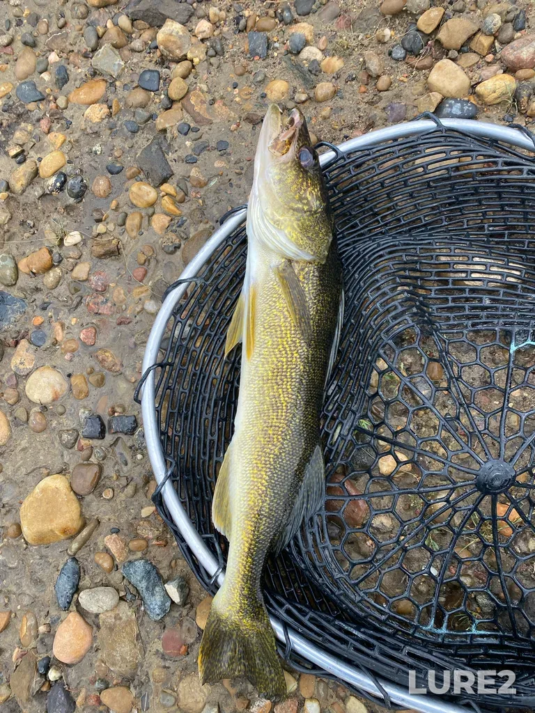 Walleye — Crawling Valley Reservoir, Jun 17, 11:57 AM