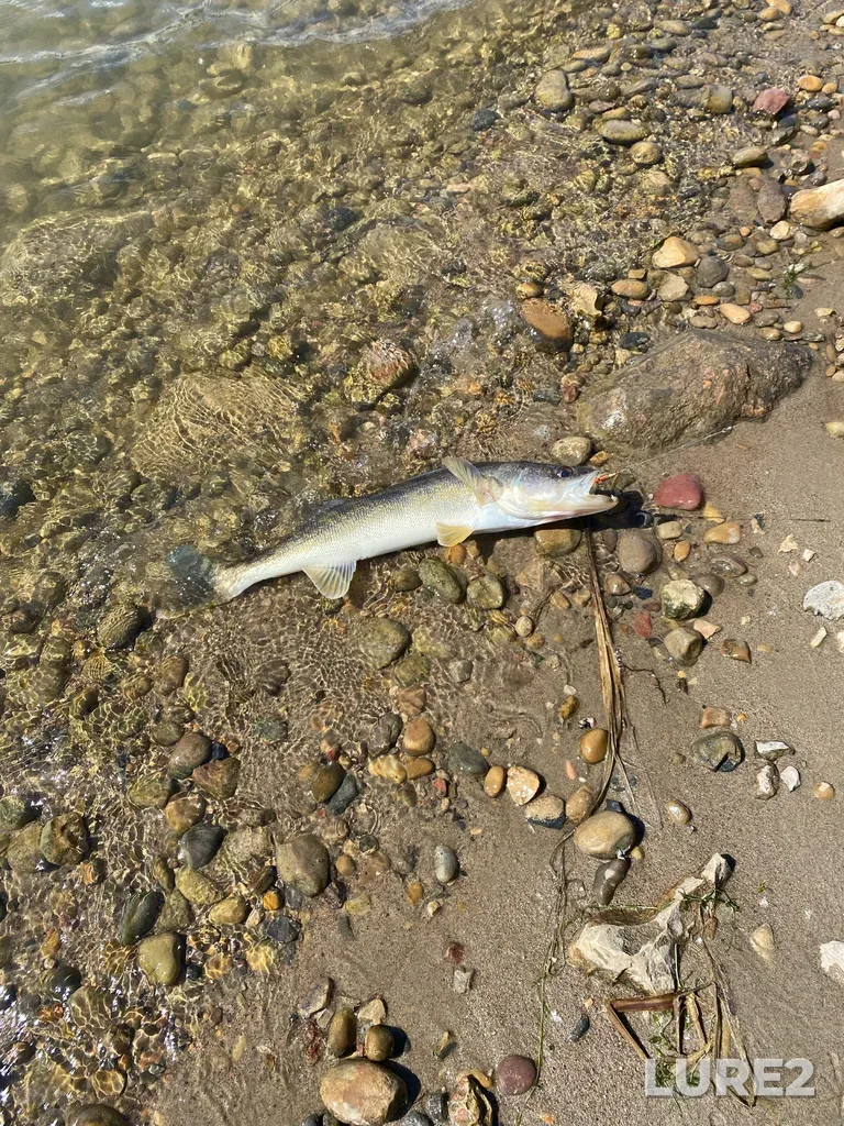 Walleye — Crawling Valley Reservoir, Jun 17, 4:09 PM