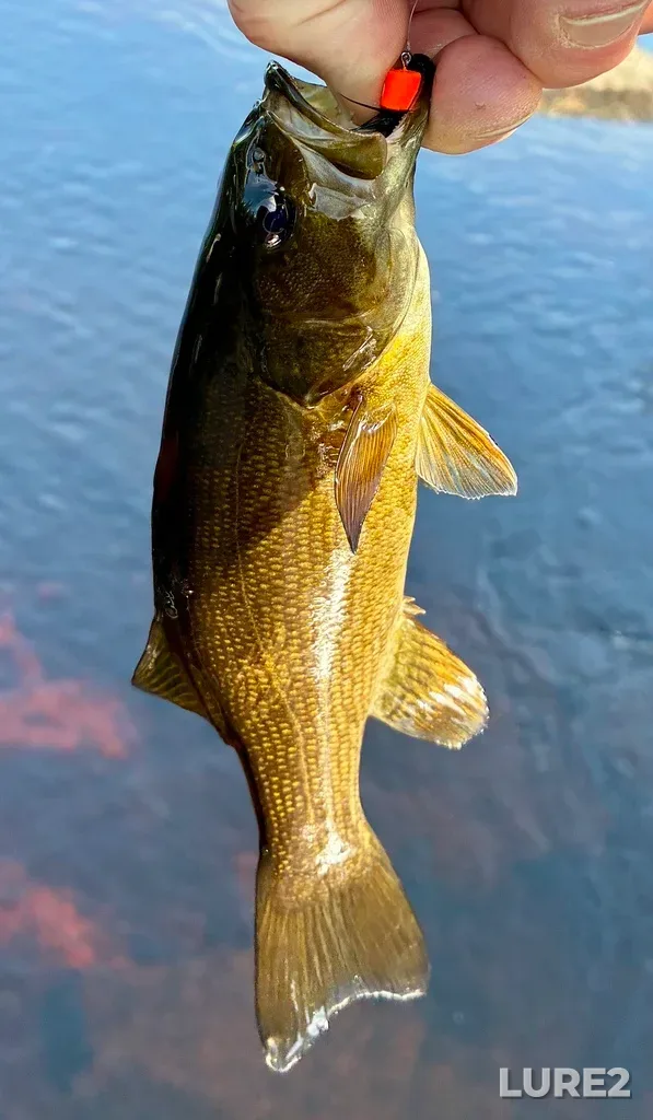 Smallmouth bass — Gold River, Jun 17, 4:51 PM