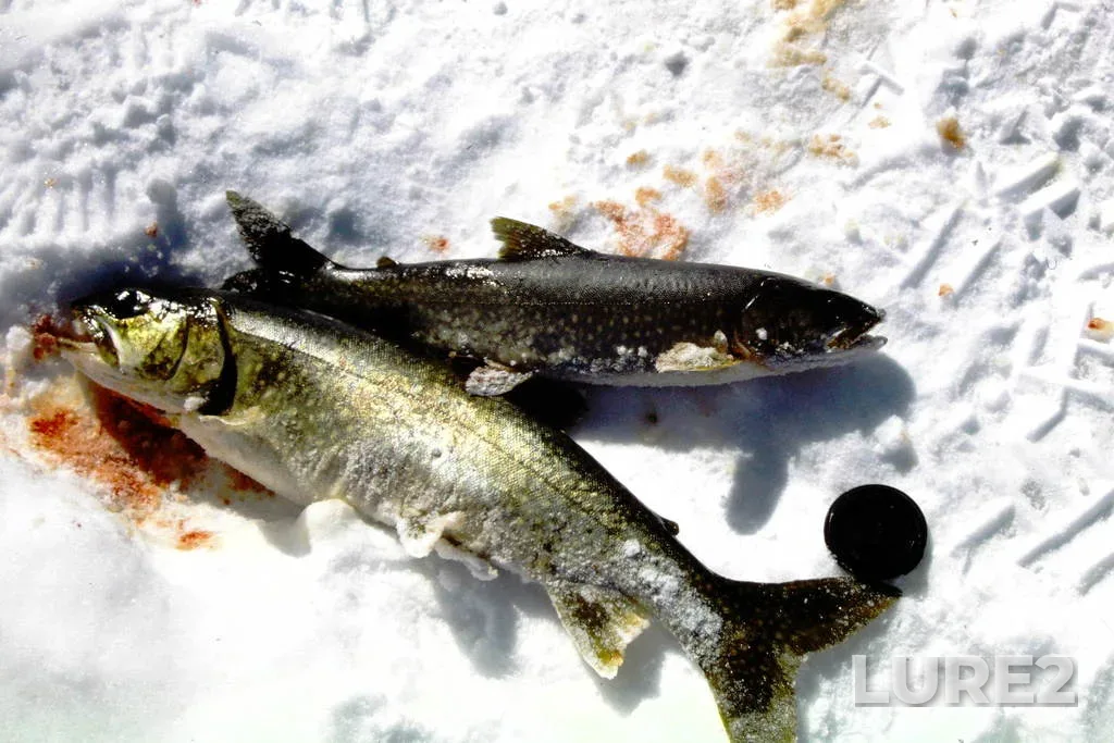 Lake trout — Squeers Lake, Mar 18, 1988, 7:38 AM