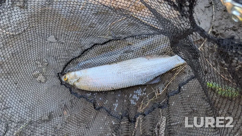 Goldeye — North Saskatchewan River, Jun 20, 11:41 AM