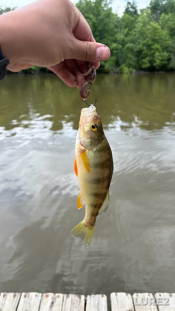 Yellow perch — Rivière des Mille Îles, Jun 20, 1:55 PM