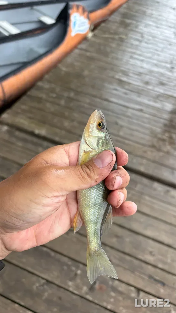 Yellow perch — Rivière des Mille Îles, Jun 20, 2:56 PM