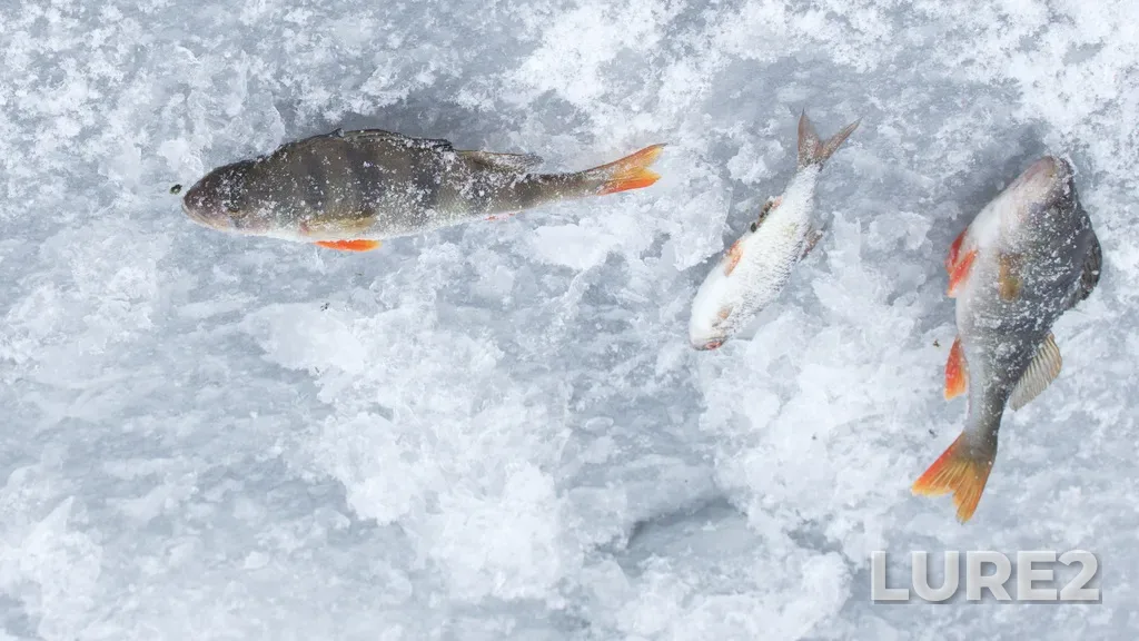 Perch — Vadok, Jan 07, 2020, 12:20 PM