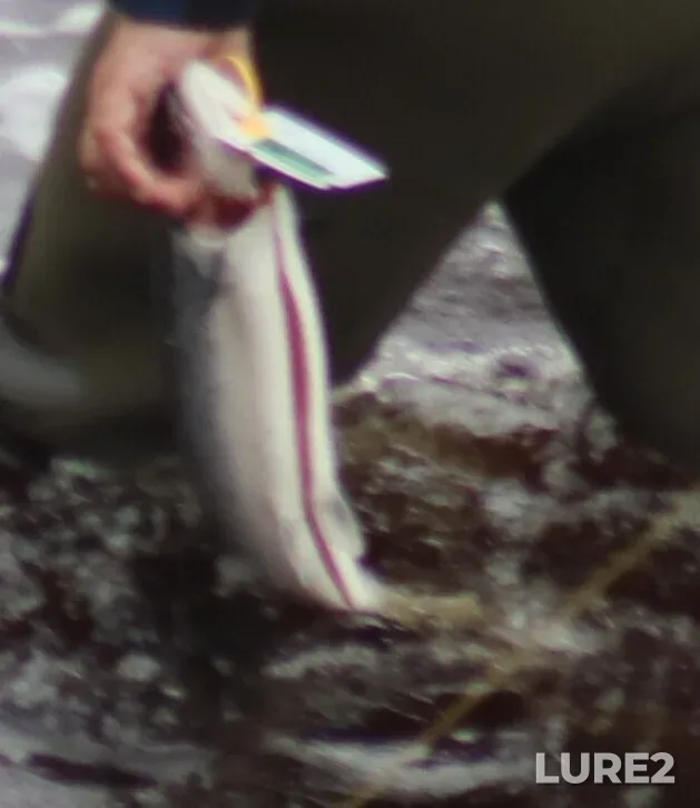 Atlantic salmon — Indian Brook, Jun 21, 3:12 PM