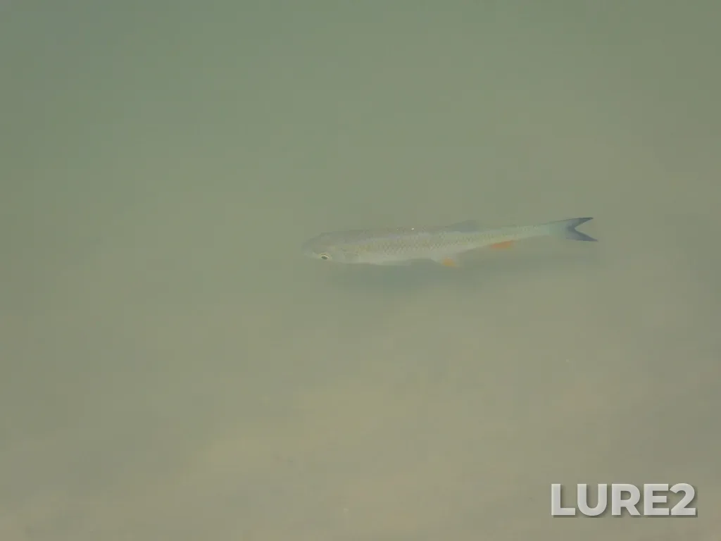 Chub — Zhayyқ - Ural, Jun 25, 11:34 AM